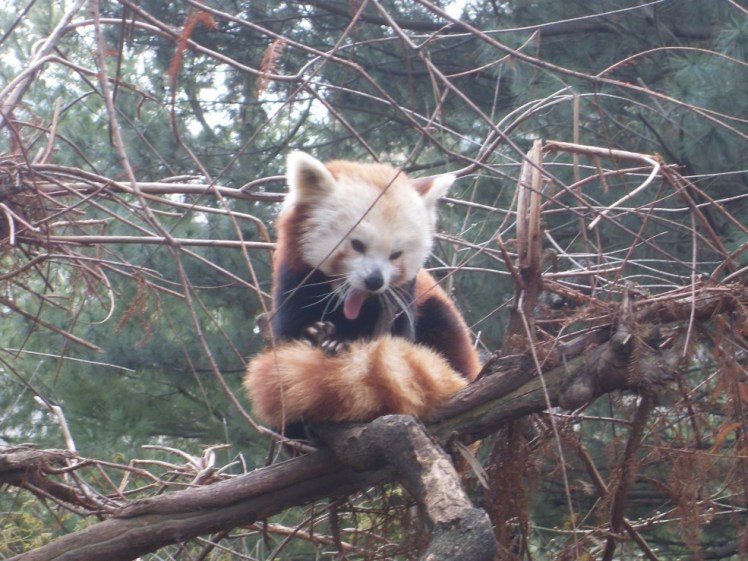 פנדה אדומה. זה מגיע גם בורוד פוקסיה?