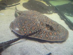 מתוך אתר www.aqua.org.il. האם הדג באמת רצה לגמור כתכשיט?