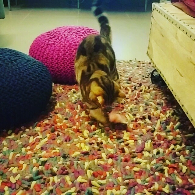 Stop making mess with my tissue!!